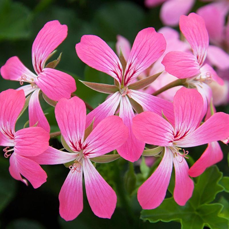 Пеларгония тотта. Пеларгония balcon Lilac. Пеларгония peltatum. Селеста Джулия пеларгония. Пеларгония регалия Пинк.